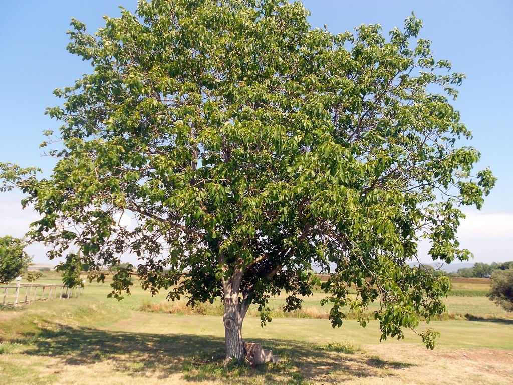 Agriturismo San Matteo Tarquinia Bagian luar foto